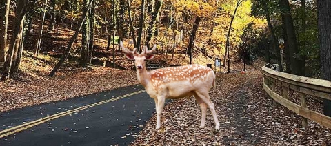 Fall means more deer on the road: 4 ways time of day, month and year raise your risk of crashes